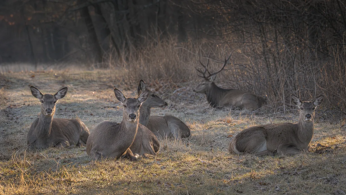 Grupo de ciervos descansando juntos con un macho separado al fondo en una zona de bosque abierta