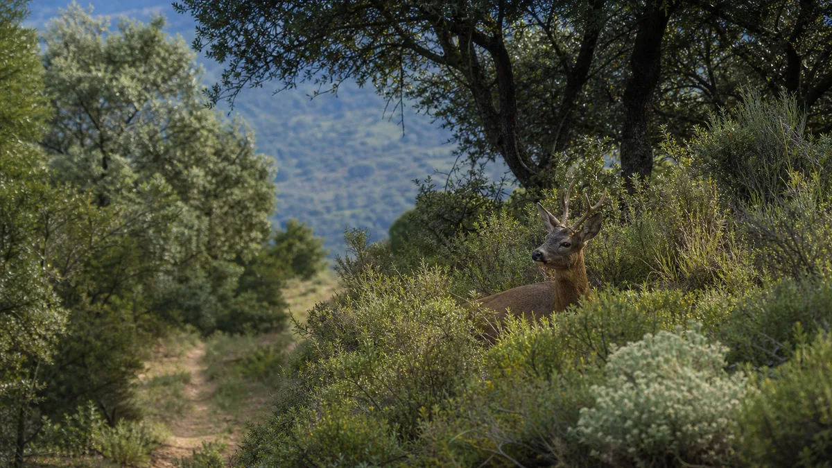 Ciervo encamado en una ladera con matorral, cobertura vegetal y salida de escape cercana