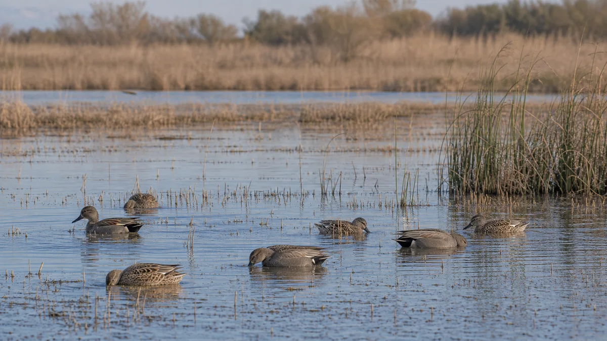 Grupo de ánades frisos en humedal con aguas amplias y carrizos