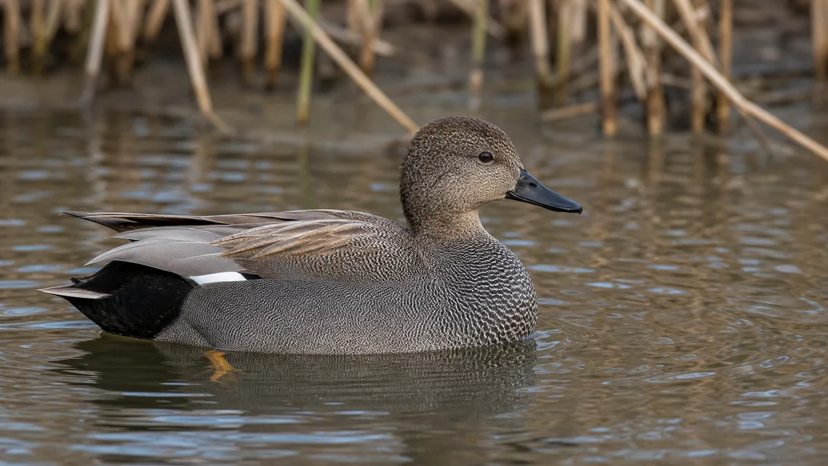 Ánade friso de perfil con plumaje gris uniforme y espejuelo blanco