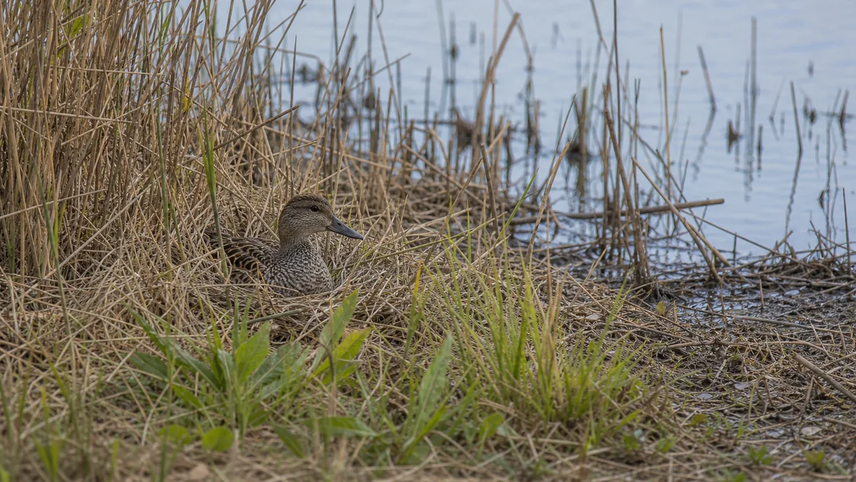 Hábitat de nidificación del ánade friso cerca de una laguna con cobertura vegetal