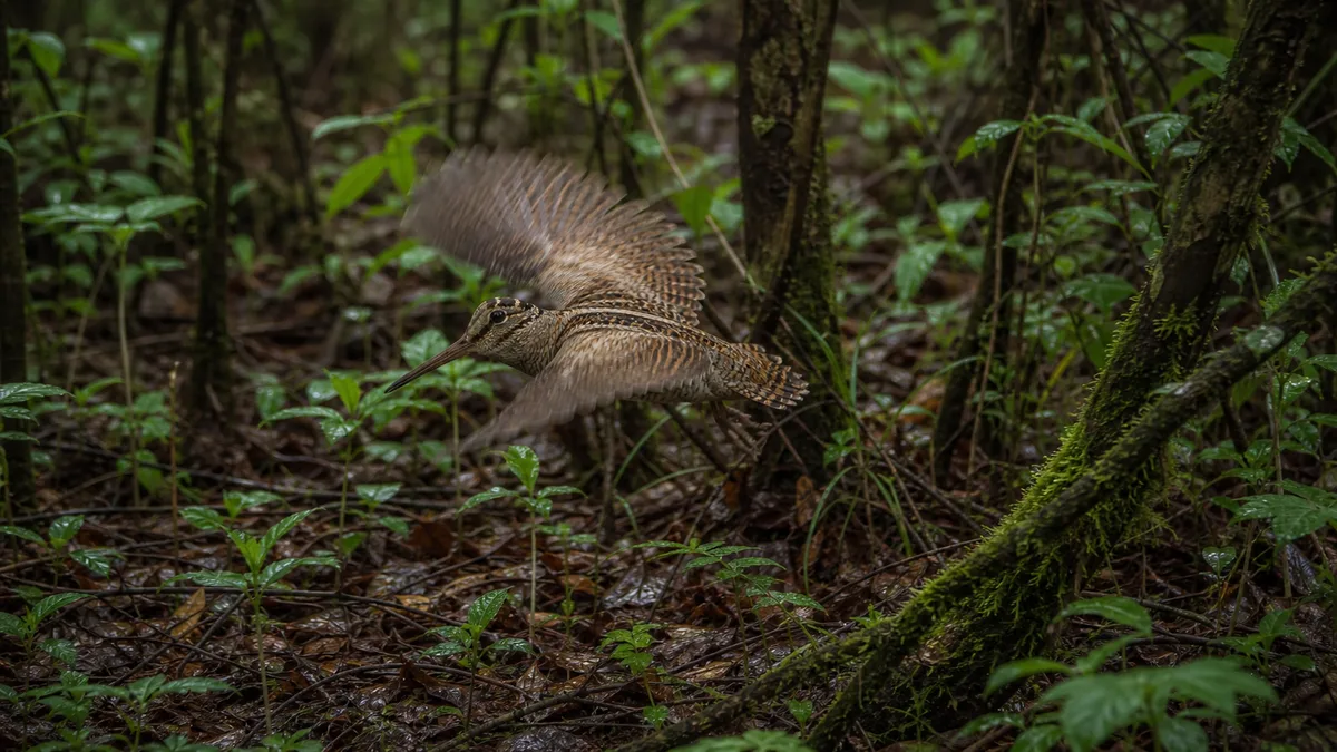 Becada levantando el vuelo entre vegetación densa de bosque