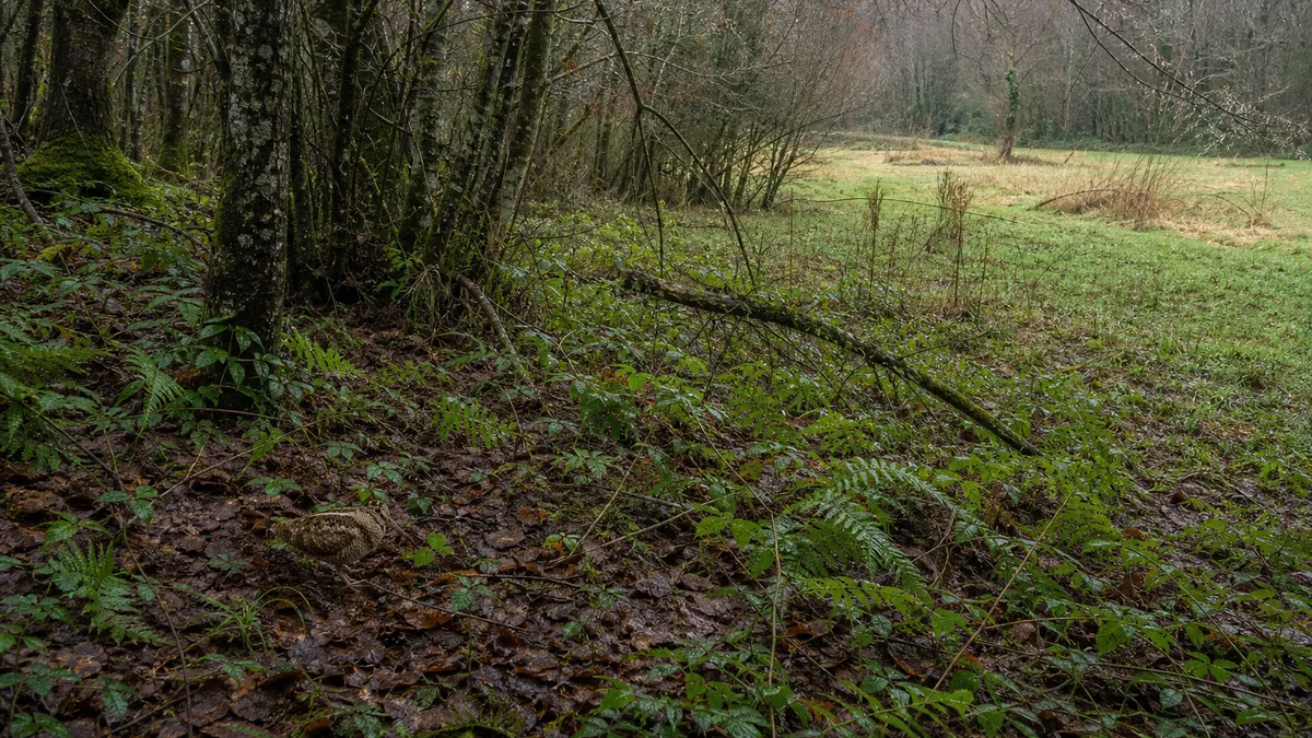 Bosque húmedo con claros y sotobosque usado por la becada en invierno