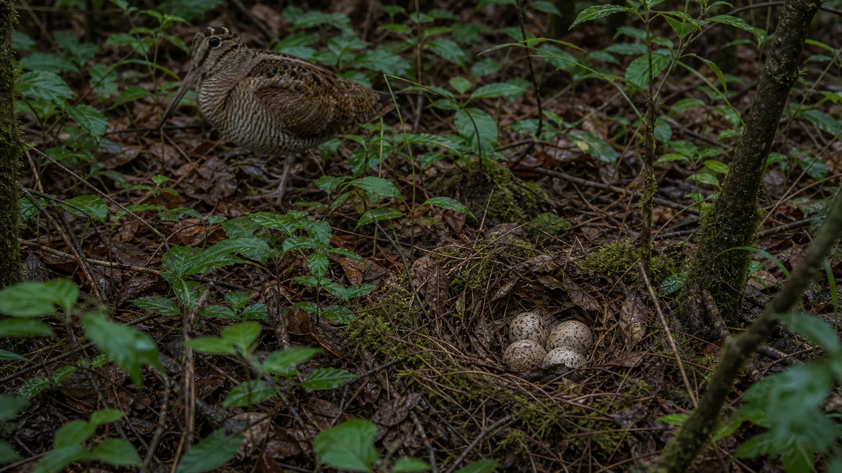Nido de becada en el suelo del bosque con huevos moteados y hojas secas