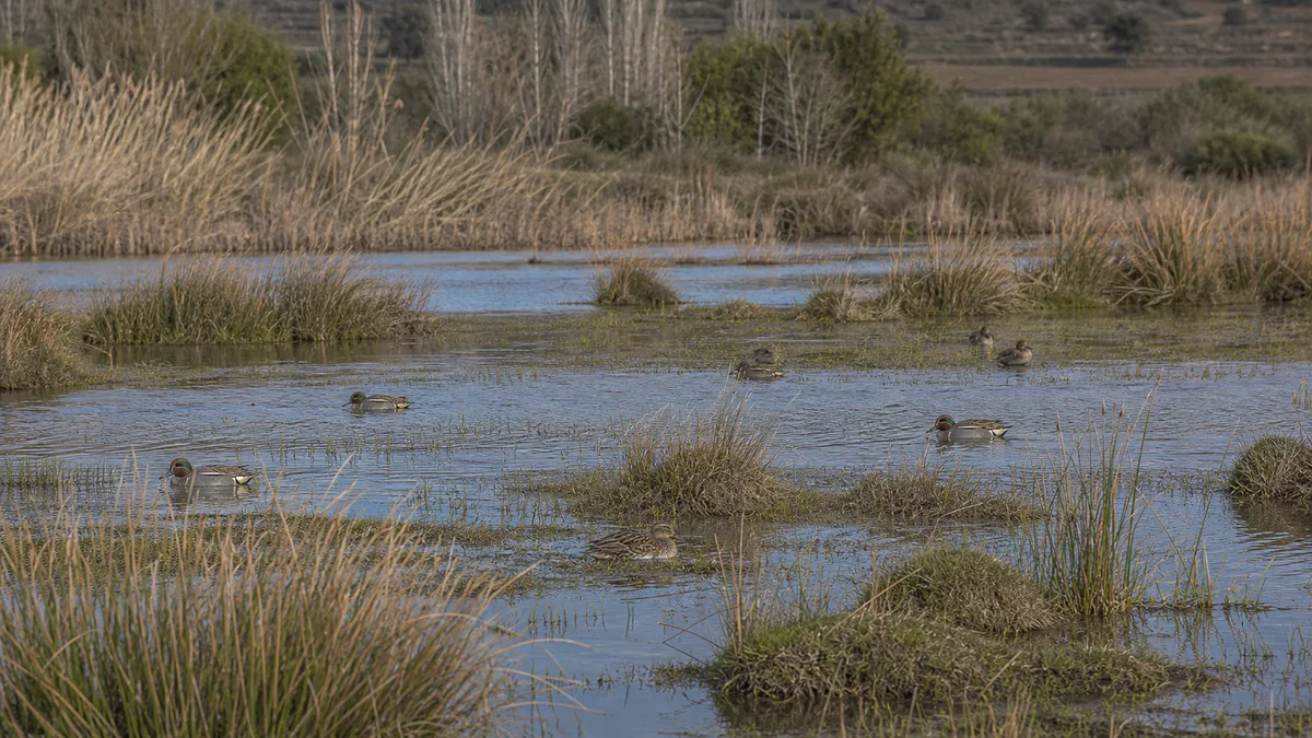 Cercetas comunes en humedal somero con barro, juncos y vegetación baja
