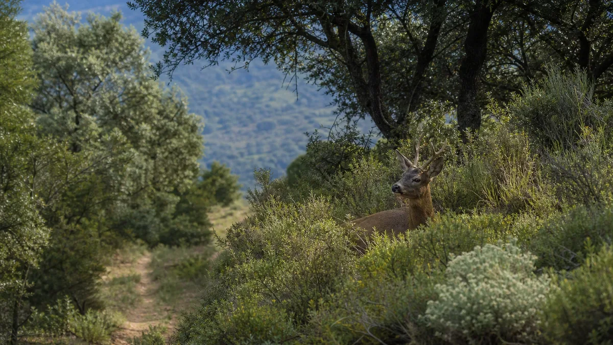 Ciervos en zona de transición entre bosque y área abierta con plantas herbáceas