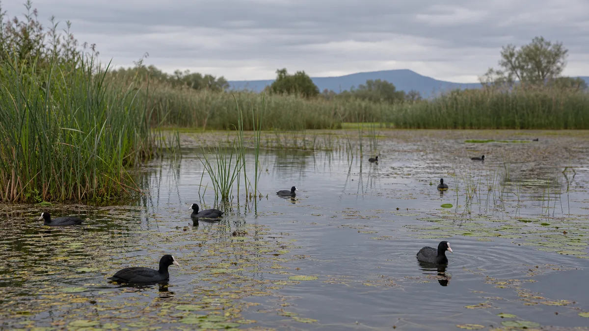 Laguna palustre con carrizos y fochas comunes en aguas abiertas