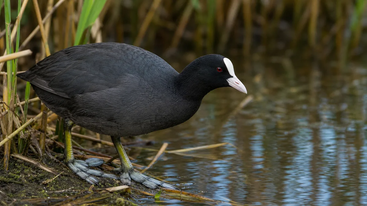 Focha común mostrando plumaje negro, escudete blanco e iris rojo