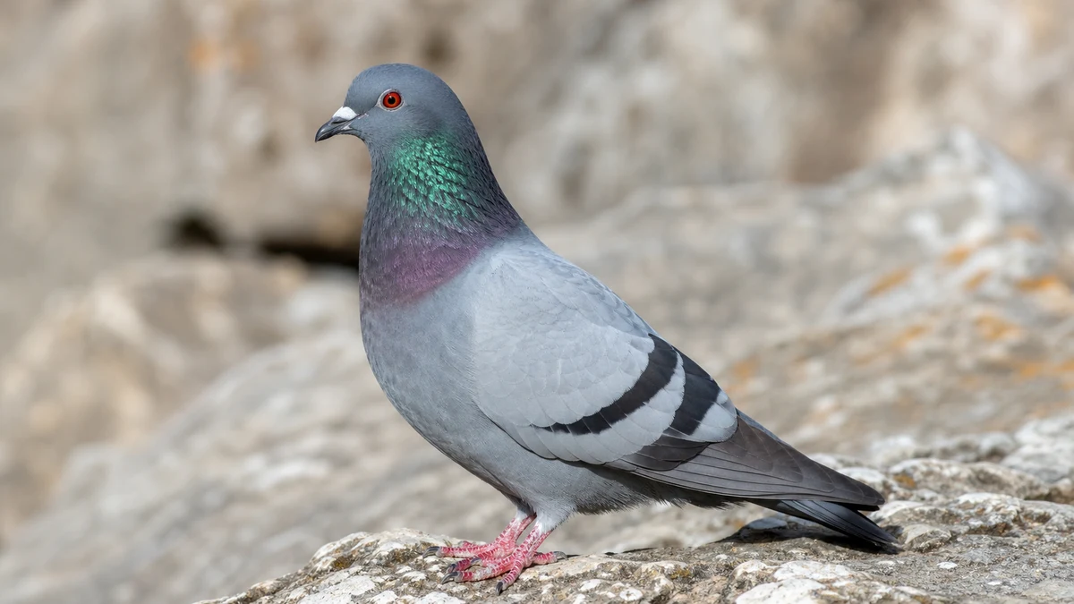 Paloma bravía en perfil con plumaje gris azulado, cuello metalizado y barras negras alares