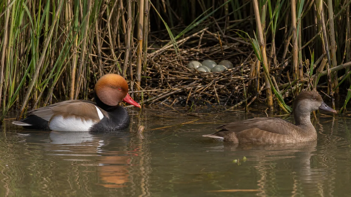 Pareja de pato colorado junto a un nido entre carrizos