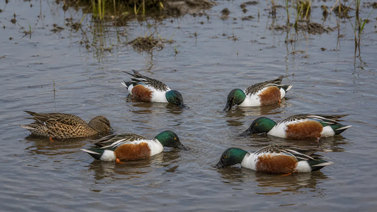 Patos cuchara filtrando alimento con sus picos anchos en aguas someras