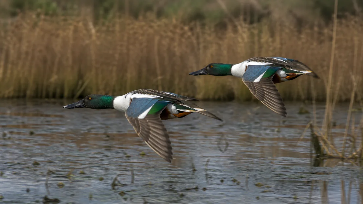 Patos cuchara en vuelo bajo sobre una marisma con el espejuelo visible