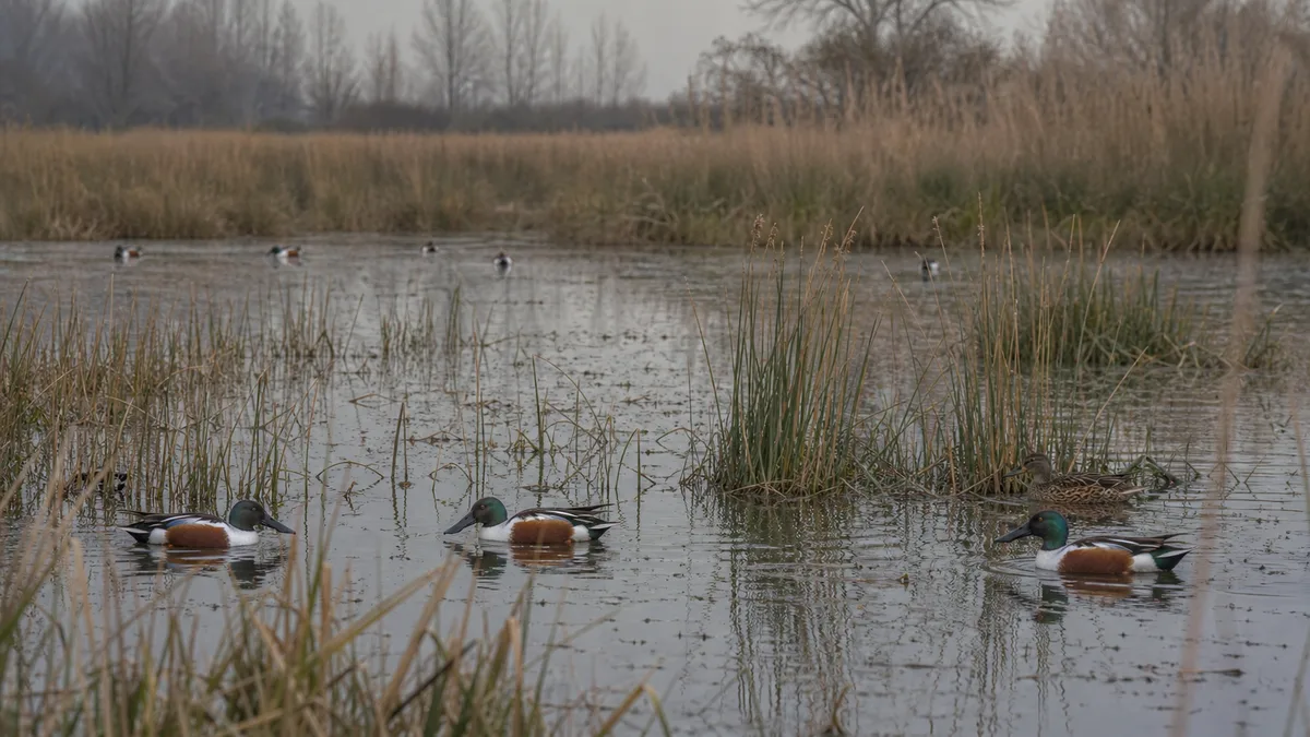Marisma somera con carrizos y patos cuchara en aguas de fondo lodoso
