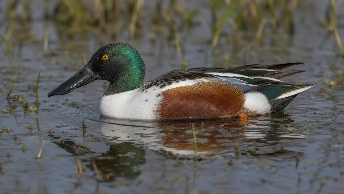 Pato cuchara mostrando pico ancho, cabeza verde y flancos castaños