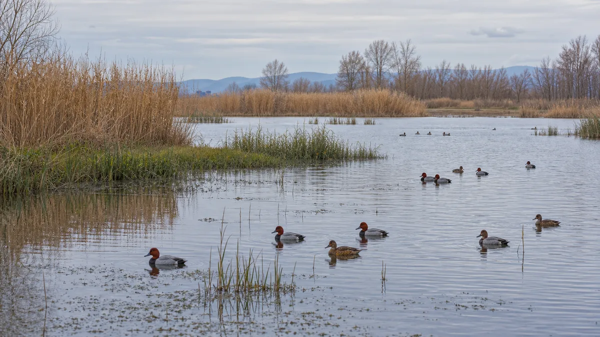 Laguna con carrizales y orillas encharcadas en la que nadan varios porrones comunes, machos de cabeza rojiza y hembras pardas