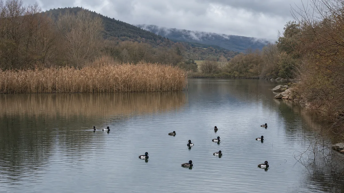 Lago profundo con vegetación de ribera y grupo de porrones moñudos