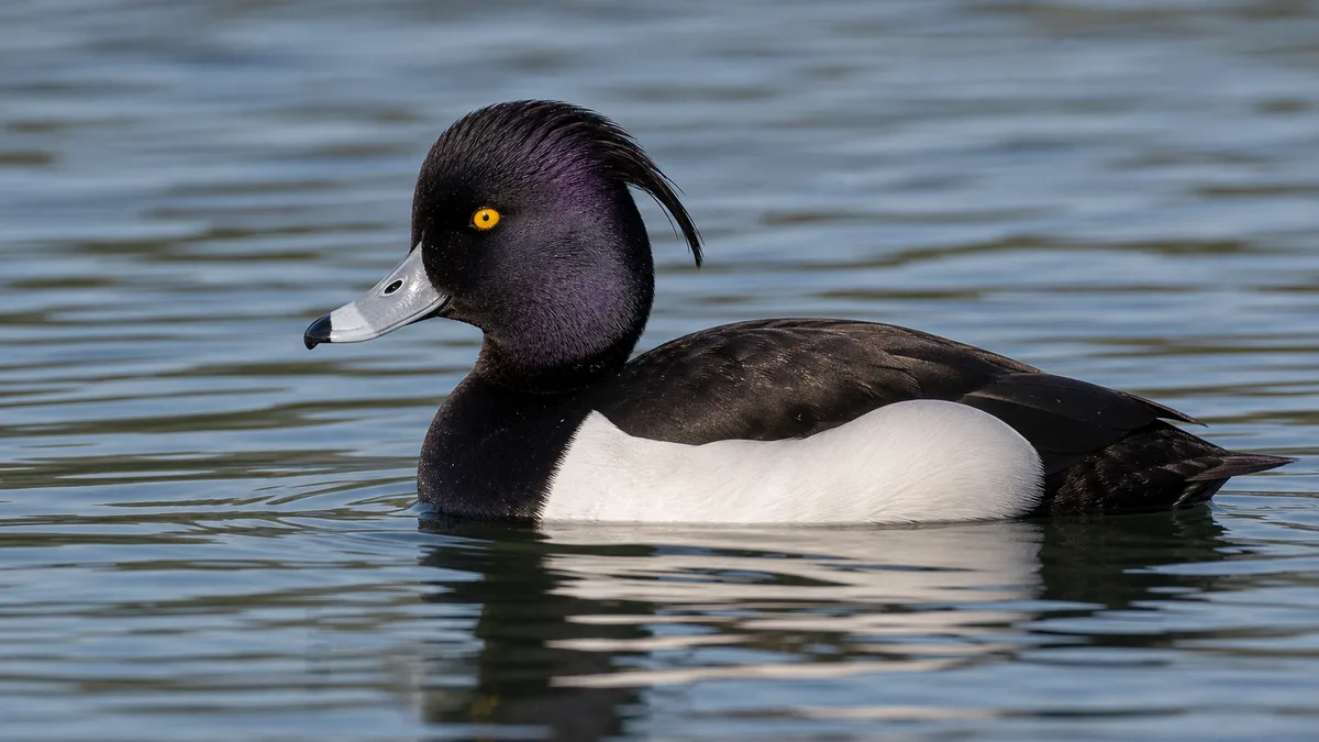 Porrón moñudo macho nadando de perfil, con la cabeza negra de reflejos púrpura, el moño colgante, el iris amarillo, el pico gris azulado con la punta negra y los flancos blancos