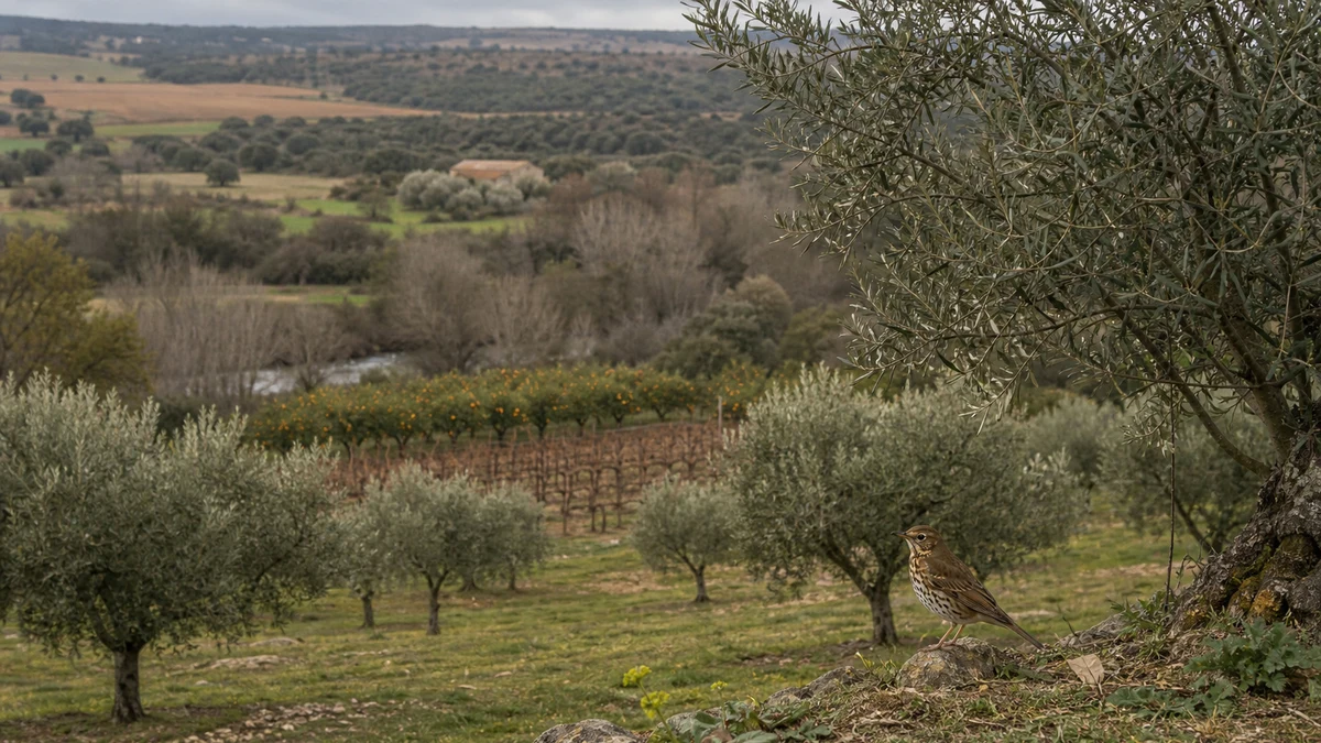 Zorzal común en un mosaico de olivar, viñedo y arbolado de ribera