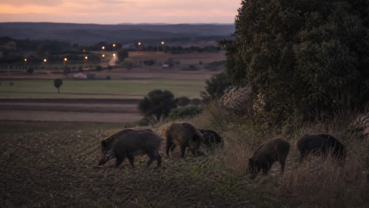 Población de jabalíes alcanza cifras récords en España
