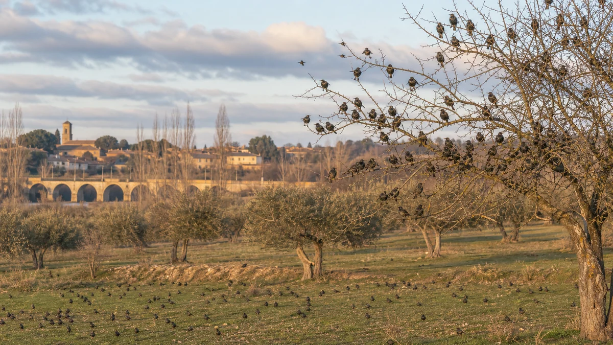 Bando de estorninos pintos en campos y árboles de dormidero