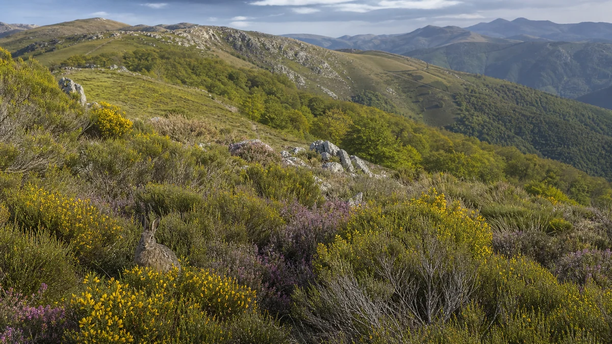 Piornales y pastizales de la Cordillera Cantábrica