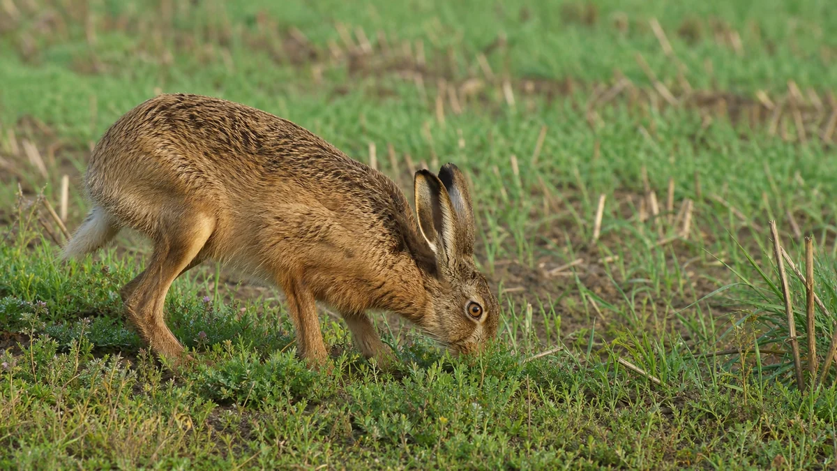 Liebre europea pastando brotes tiernos en un cultivo