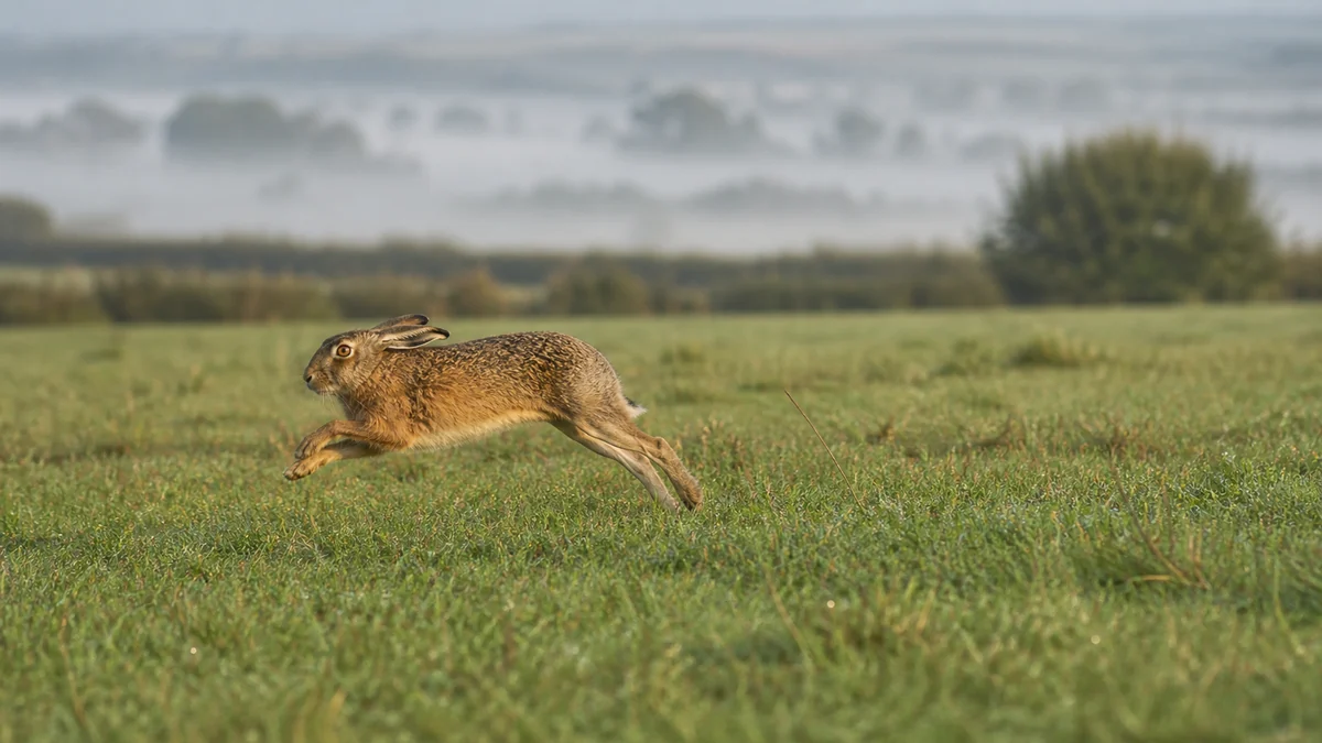 Liebre europea corriendo por campo abierto al amanecer