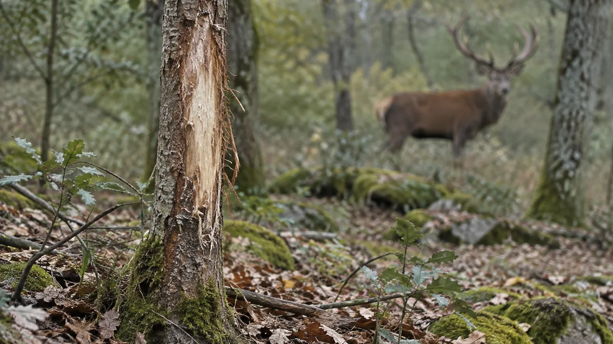 Ilustración de corteza rozada en un árbol y un ciervo al fondo del bosque