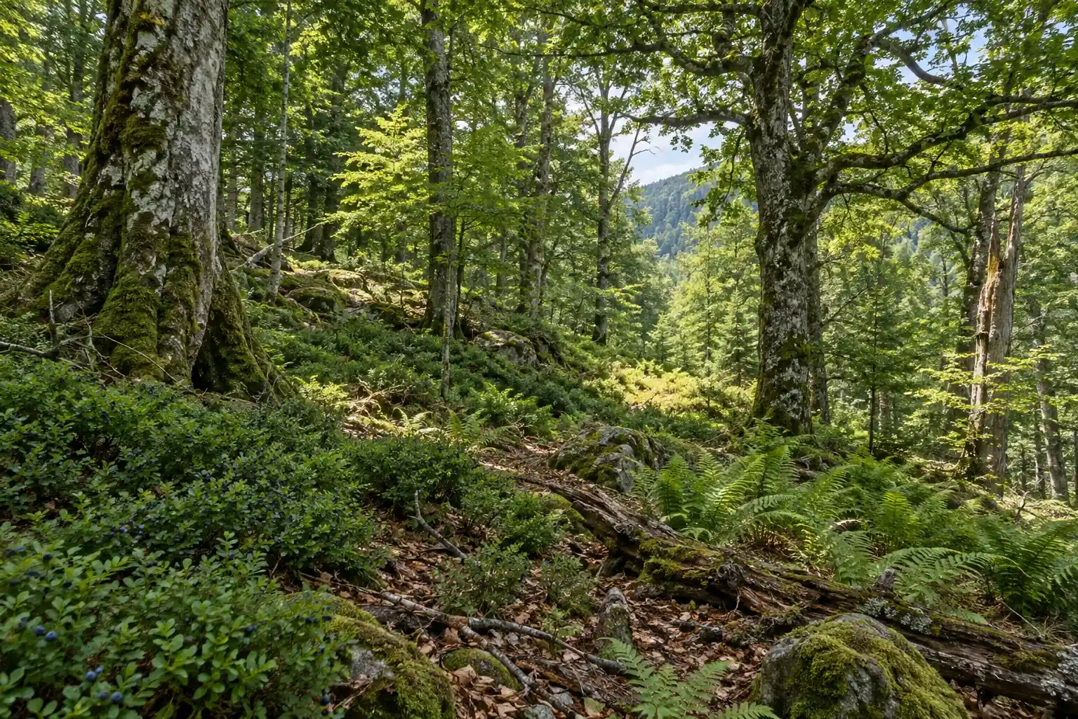 Ilustración de un bosque cantábrico maduro con claros y sotobosque, hábitat del urogallo