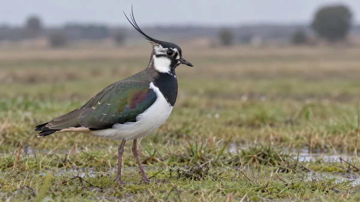 Avefría europea: identificación, hábitat y caza