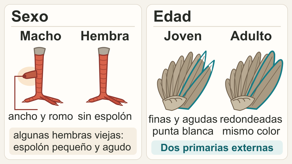 Esquema del tarso de una perdiz roja macho, con espolón, y de una hembra, sin espolón, y de la punta del ala de un joven y de un adulto