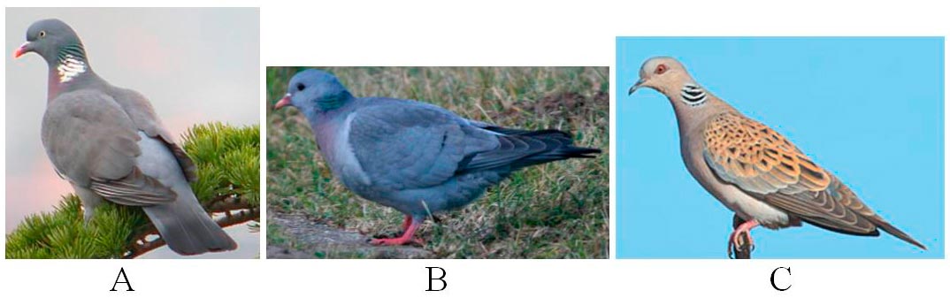 Trei fotografii cu porumbei sălbatici, notate A, B și C